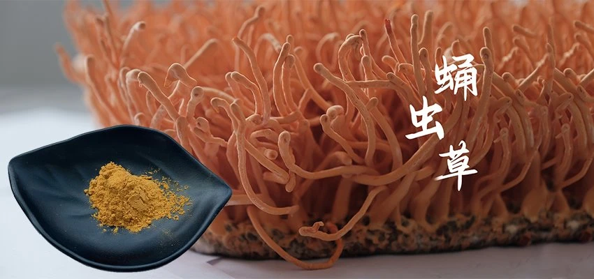 Cordyceps militaris extract (3)