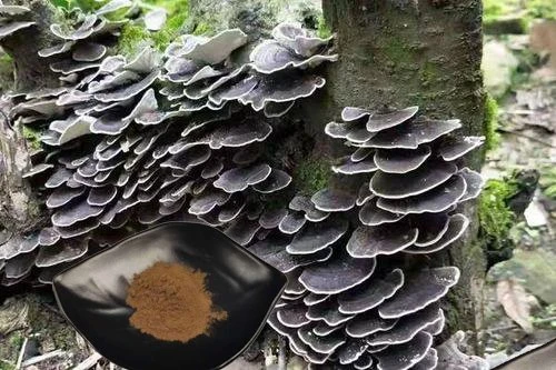 Turkey tail extract
