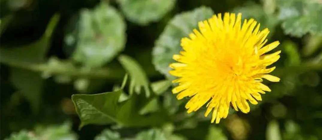dandelion root extract dandelion root extract 20 1 dandelion extract powder (4)