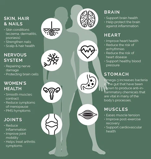 Hemp seed protein4 Hemp seed protein4