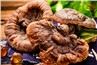 Orgain Ganoderma Lucidum Extract Powder