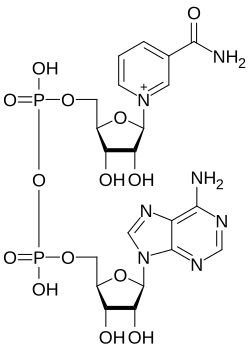 Nikotīnamīda adenīna dinukleotīds CAS 53-84-9